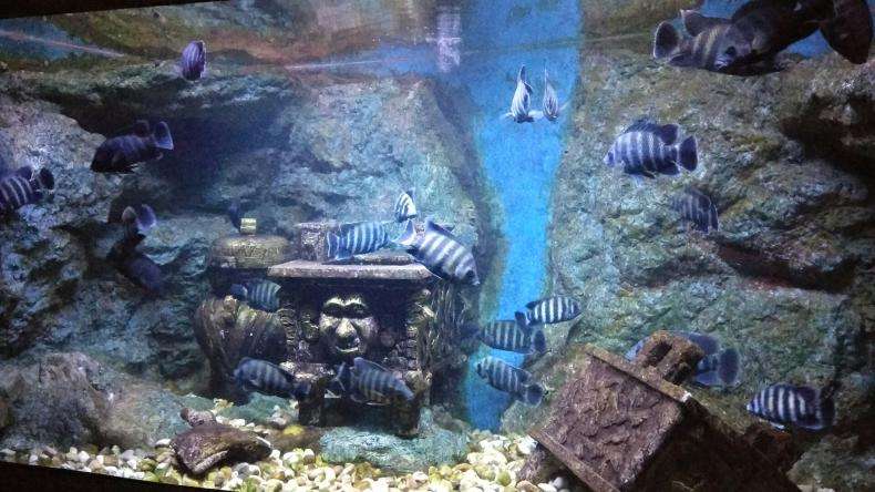 吃奶鱼鱼缸玻璃的功能