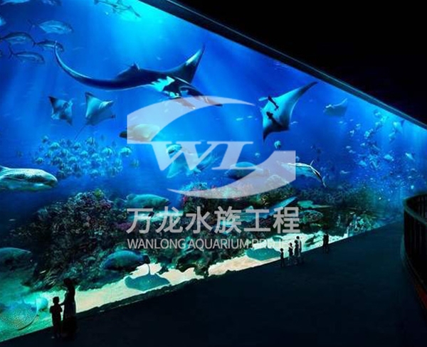 观赏鱼缸日常维护方法
