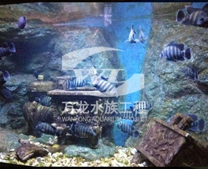 如何清理亚克力鱼缸